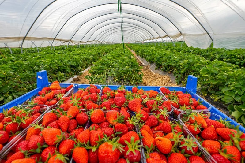 Harvest of strawberries, strawberry cultivation in the open, under a foil tunnel, young strawberry plants growing, in different stages of ripeness, near Dormagen, Rhineland, North Rhine-Westphalia, Germany, Europe