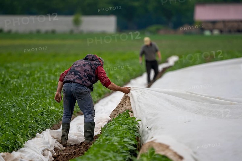 Potato field, fleece cover is removed, rolling up the fleece, the fleece is intended to protect against weather influences, pests, hailstorms in spring and supports growth at low temperatures, here early potatoes, 6 weeks after planting, still a good 3 weeks until harvest, North Rhine-Westphalia, Germany, Europe