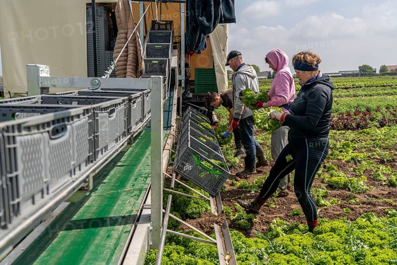 Harvesting Lollo Bianco lettuce, harvest workers cut off the lettuce heads, clean them and put them in boxes, they are washed in the trailer and packed for the customers, North Rhine-Westphalia, Germany, Europe