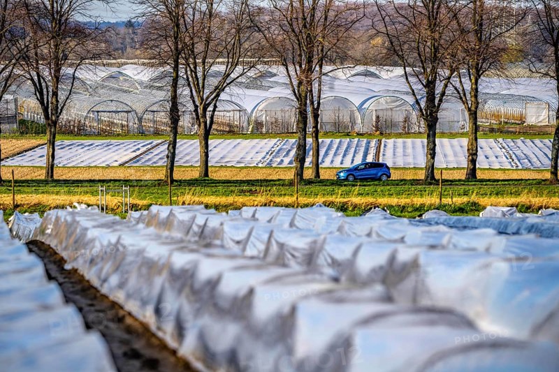 Asparagus fields, asparagus stems under foil, for faster growth, in the background foil greenhouses for strawberries, near Kirchhellen, district of Bottrop, North Rhine-Westphalia, Germany, Europe