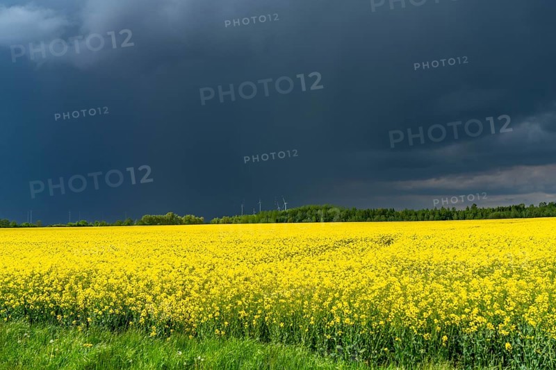 Thunderclouds over the Rhenish lignite mining area, rape field, North Rhine-Westphalia, Germany, Europe
