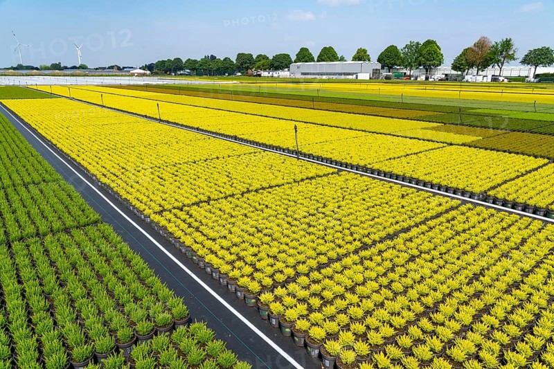 Horticultural business, broom heather plants, in flower pots, outdoors, Calluna vulgaris, North Rhine-Westphalia, Germany, Europe