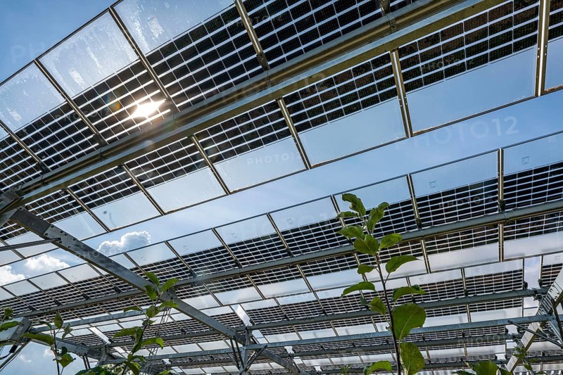 Agri-photovoltaic test plant, an apple orchard with two different systems of PV modules was roofed over 3000 square metres, rain and sunlight comes through, at the same time protection against hail and heavy rain, next to it are the same trees but without a solar roof, as a comparison object, how the PV roof affects the trees and harvest, the field test is accompanied by the Fraunhofer Institute for Solar Energy Systems ISE, in Grafschaft-Gelsdorf, Rhineland-Palatinate, Germany, Europe