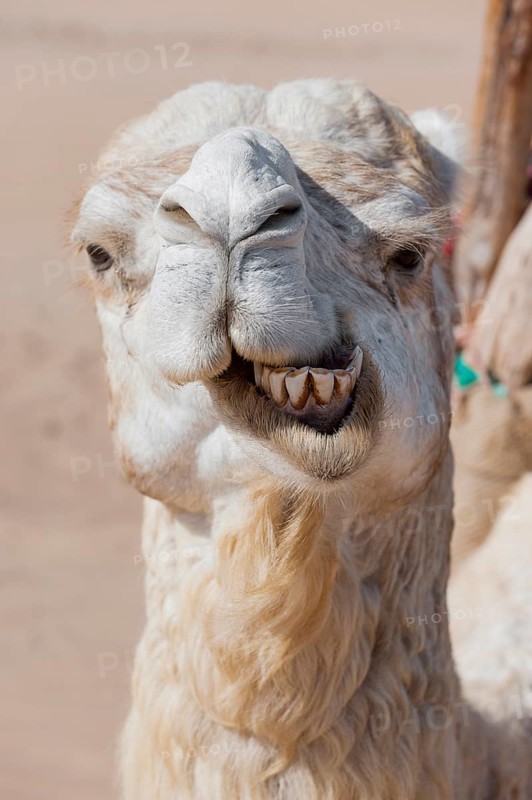 Dromedary (Camelus dromedarius), Arabian camel in head portrait, head, animal, farm animal, teeth, bad teeth, tooth, detail, funny, gag, humour, looks, fun, facial expression, jaw, laughs, laughing, beast of burden, oral hygiene, bad breath, Morocco, Africa