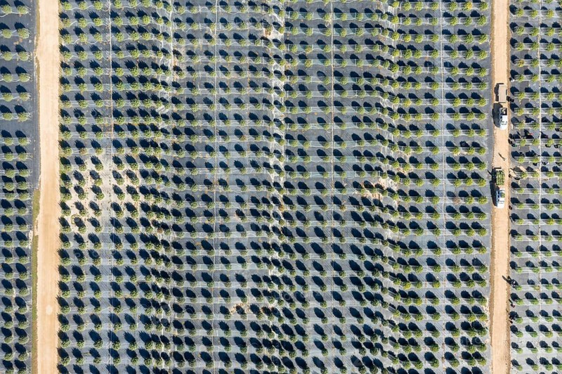 Paw Paw, Michigan, Grasshopper Farms, a large outdoor cannabis grower in west Michigan