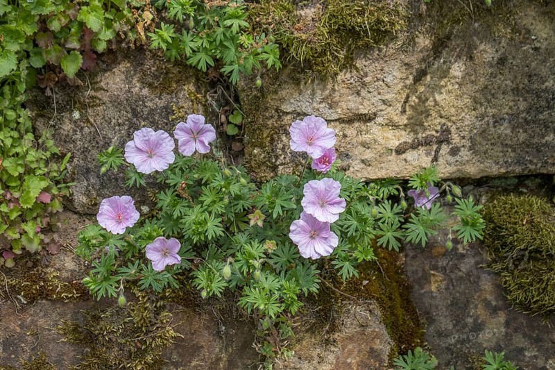 Blood cranesbill, pink, North Rhine-Westphalia, Germany, Europe