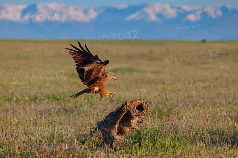 Black kite (Milvus migrans), perching station, Hides De Calera / Steppe Raptors, Nussloch, Castilla La Mancha / Toledo, Germany, Europe