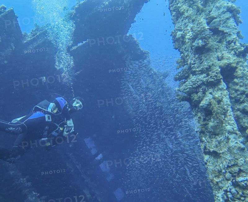 Shoal of fish and divers in the wreck of the Carnatic, Red Sea, Egypt, Africa