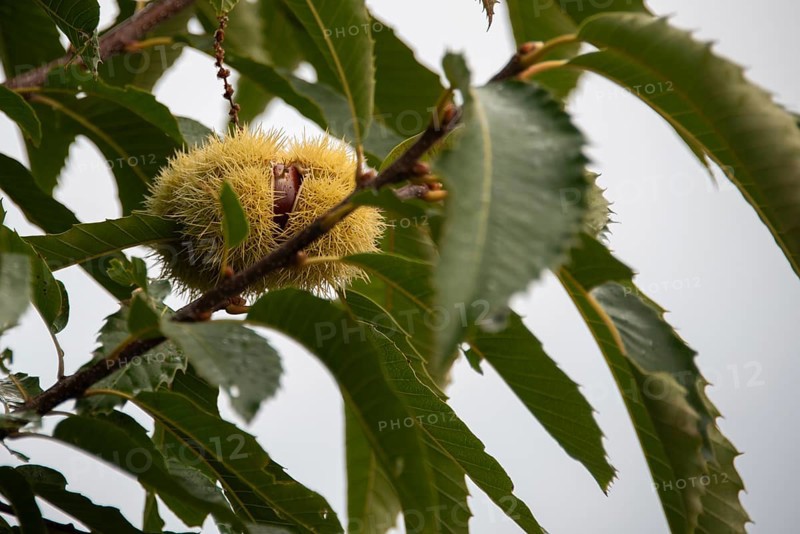 Sweet chestnut growing in a garden, Plau am See, Mecklenburg-Vorpommern, Germany, Europe