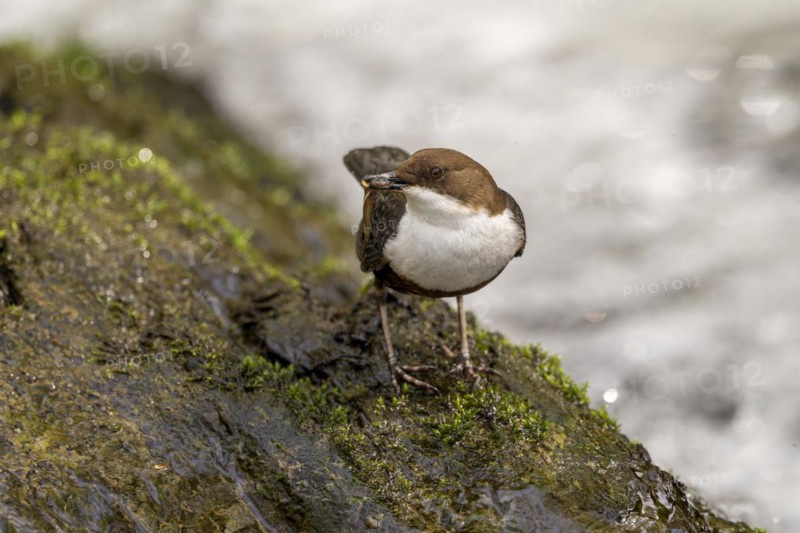 White-throated Dipper (Cinclus cinclus), at a torrent with prey in its beak, Rhineland-Palatinate, Germany, Europe
