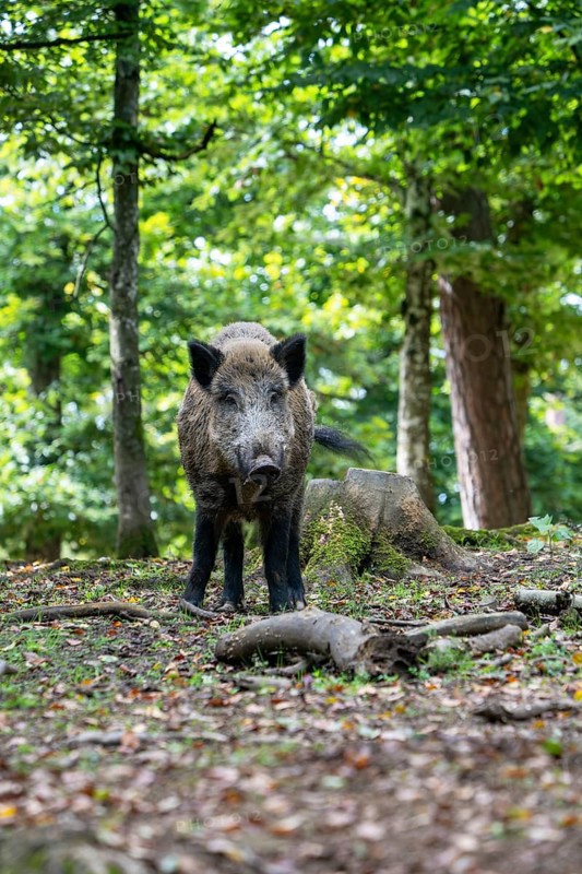 Wild boar (Sus scrofa), boar, Vulkaneifel, Rhineland-Palatinate, Germany, Europe