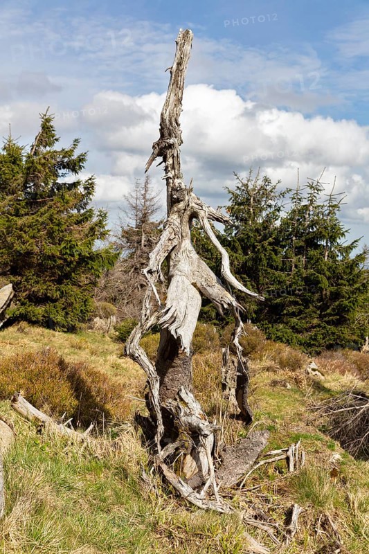 Knotted, dead tree trunk in a natural forest environment, Harz Mountains, Brocken, Lower Saxony