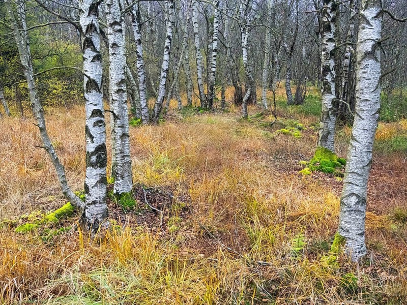 Moor Birch tree stems, (Betuls pubescens) with surounding autumn colour, in the Rhön UNESCO Biosphere nature reserve, county Bavaria, German