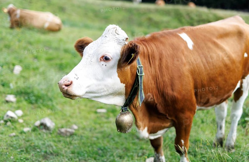A young bull with a bell stands on a mountain pasture in Erl, 11/07/2024
