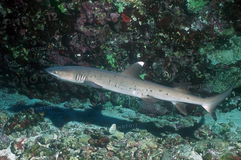 Whitetip reef shark (Triaenodon obesus) Whitetip reef shark swimming near the bottom through coral reef, Red Sea, Gulf of Aqaba, Dahab, Sinai, Egypt, Africa