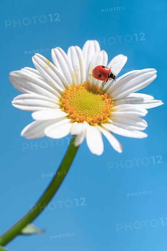 Ladybird on daisy, Switzerland, Europe