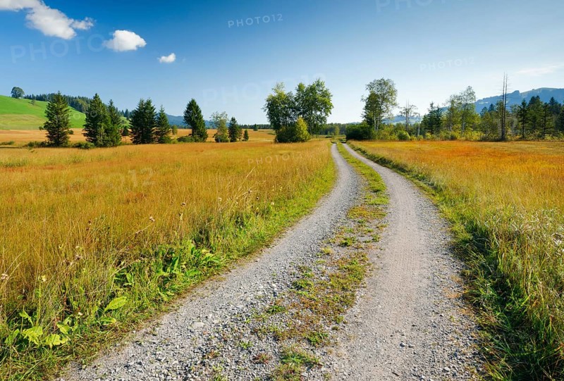 Field road leads through the Rothenthurm upland moor, Schwyz, Switzerland, Europe