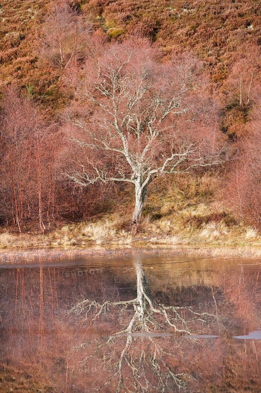 Reddish birch trees overgrown with moss are reflected in the water of a loch covered with ice floes, winter in the Scottish Highlands near Contin, United Kingdom, Europe