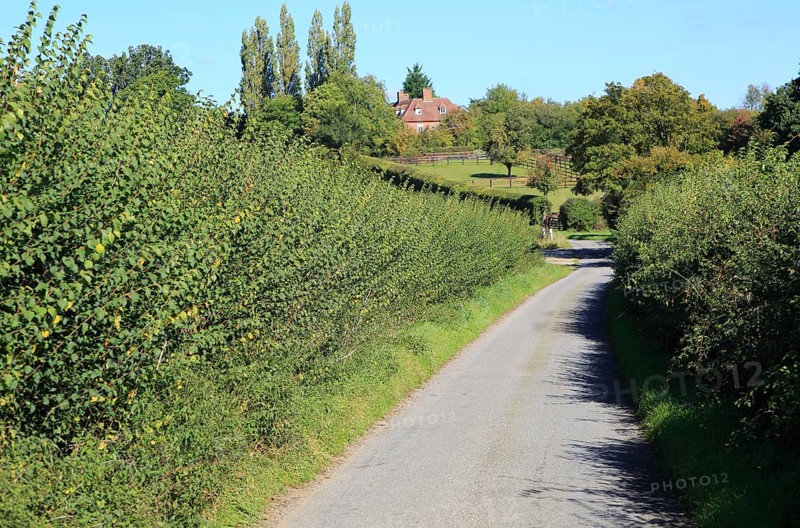 Winding narrow country lane in valley between hedgerows, Monewden, Suffolk, England, UK