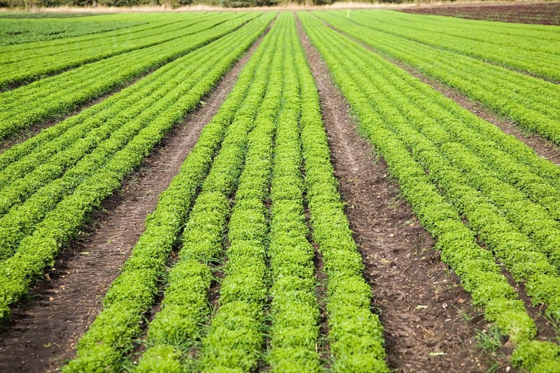 Lettuce crop growing in field near Hollesley, Suffolk, England, United Kingdom, Europe