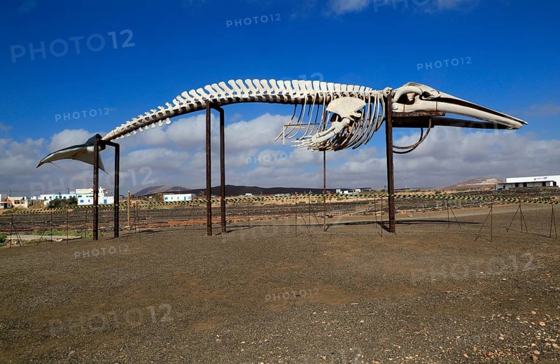 Sperm whale skeleton, Physeter macrocephalus, at Las Salinas del Carmen, Fuerteventura, Canary Islands, Spain, Europe