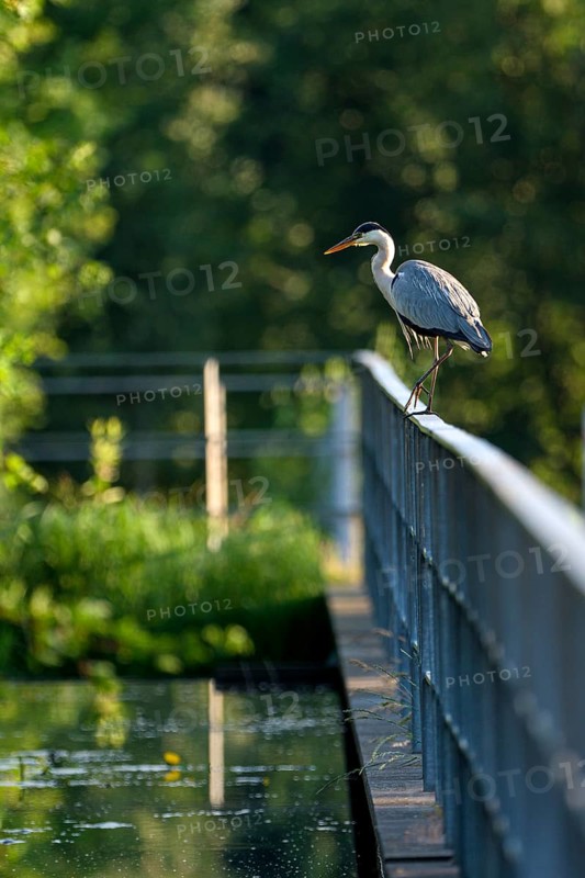 Grey heron (Ardea cinerea), using a railing to forage in a ditch, Ewald colliery, Herten, Ruhr area, North Rhine-Westphalia, Germany, Europe