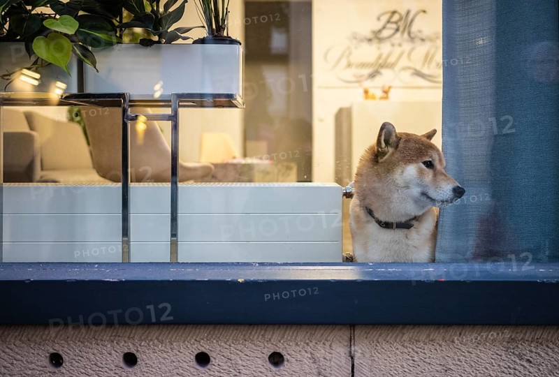 Dog looking curiously out of window, shop window, shop, Stuttgart, Baden-Württemberg, Germany, Europe