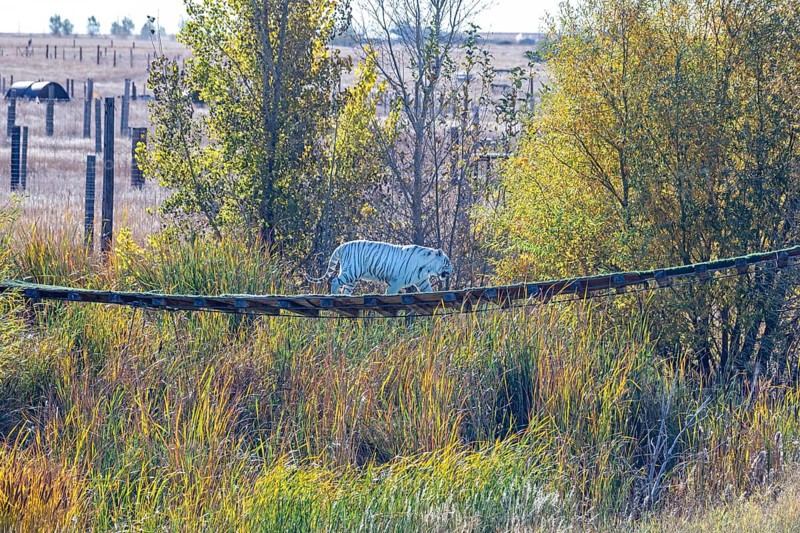 Keenesburg, Colorado, A white tiger at the Wild Animal Sanctuary, a nonprofit that rescues animals that have been abused or held illegally. An elevated walkway allows visitors to explore view some of the lions, tigers, bears, wolves, and other large carnivores