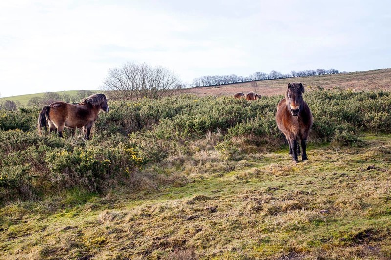 Exmoor ponies grazing near North Hill, Minehead, Somerset, England, United Kingdom, Europe