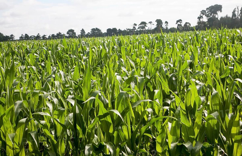 Sweet corn or maize crop growing in a field, Shottisham, Suffolk, England, UK