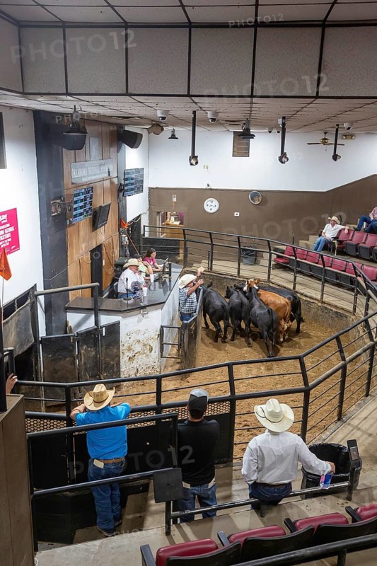 Oklahoma City, Oklahoma, Cattle are auctioned at the Oklahoma National Stockyards. Since it was founded in 1910, more than 100 million cattle have been sold at ONSY's weekly auctions