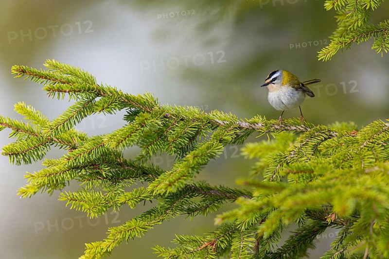Goldcrest, Regulus ignicapillus, Luce, Mountain area, Luce, Styria, Slovenia, Europe