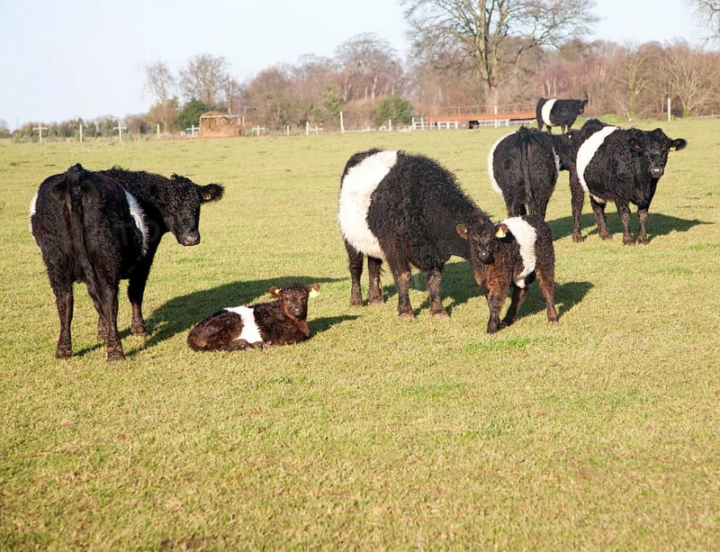 Rare breed Belted Galloway beef cattle herd at Lux farm, Kesgrave, Suffolk, England, United Kingdom, Europe