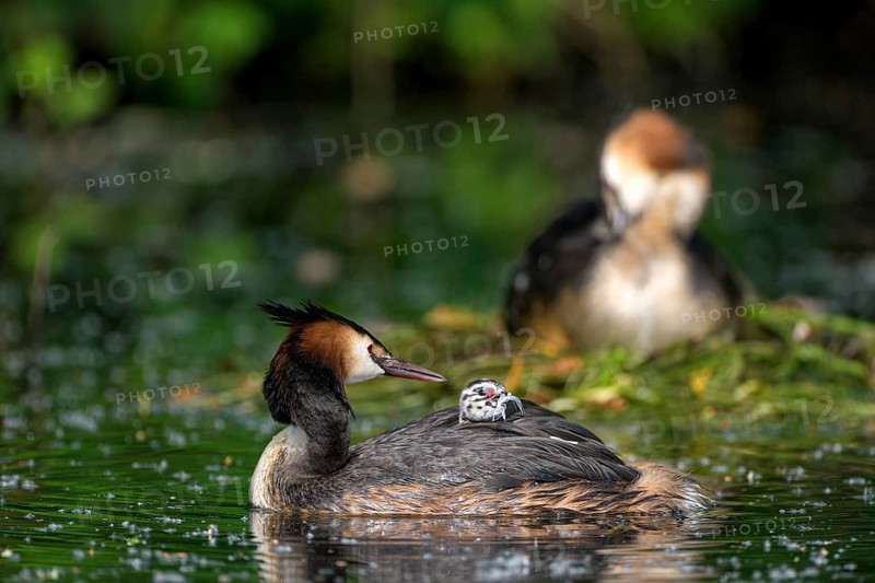 Great Crested Grebe (Podiceps cristatus), pair at the nest, with chicks, Krickenbecker Seen, North Rhine-Westphalia, Germany, Europe