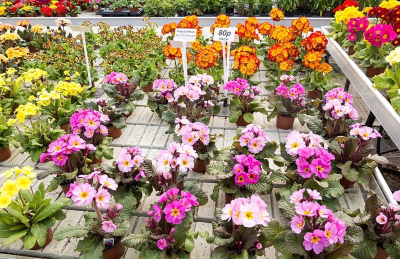 Display of bright polyanthus plants Ladybird Nurseries garden centre, Gromford, Suffolk, England, UK, Polyanthus Stella Pink Champagne
