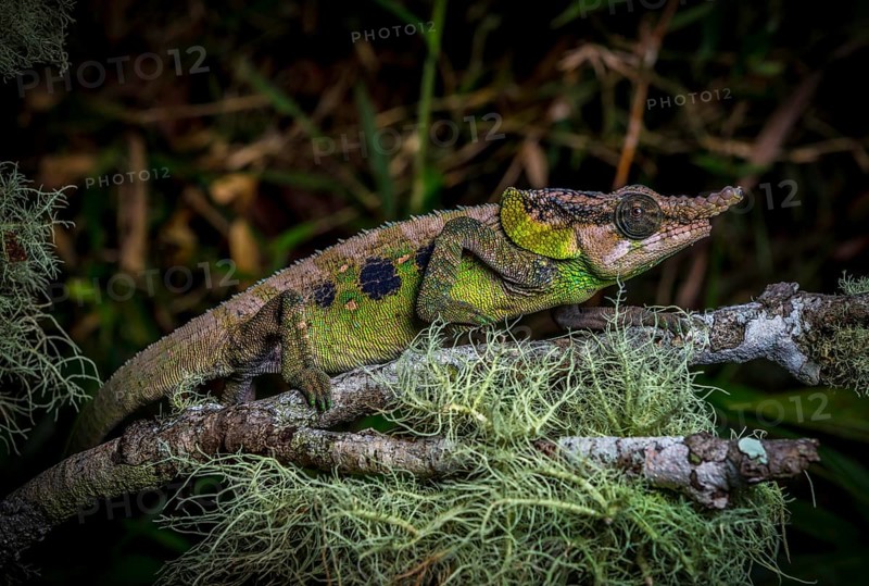 Male chameleon (Calumma malthe) in the rainforests of eastern Madagascar