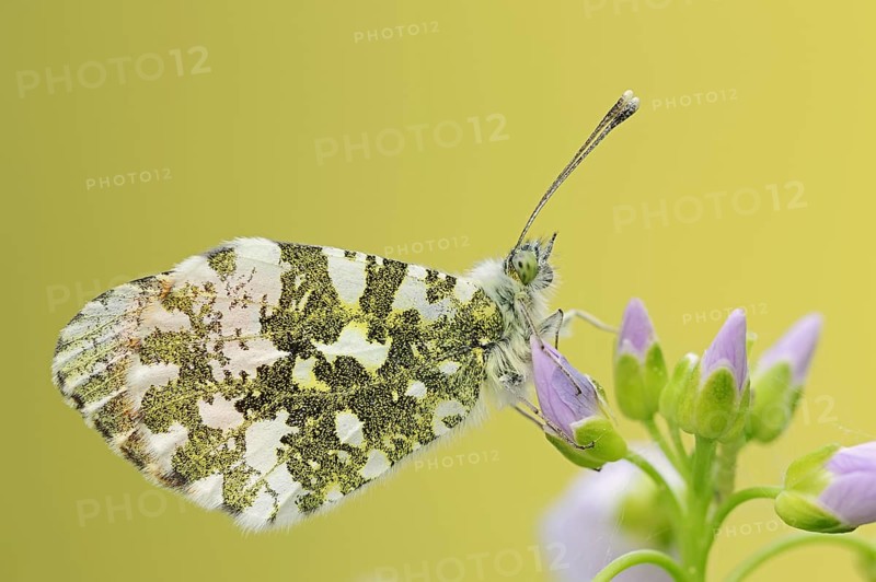 Orange tip (Anthocharis cardamines), male on inflorescence of cuckoo flower (Cardamine pratensis), North Rhine-Westphalia, Germany, Europe