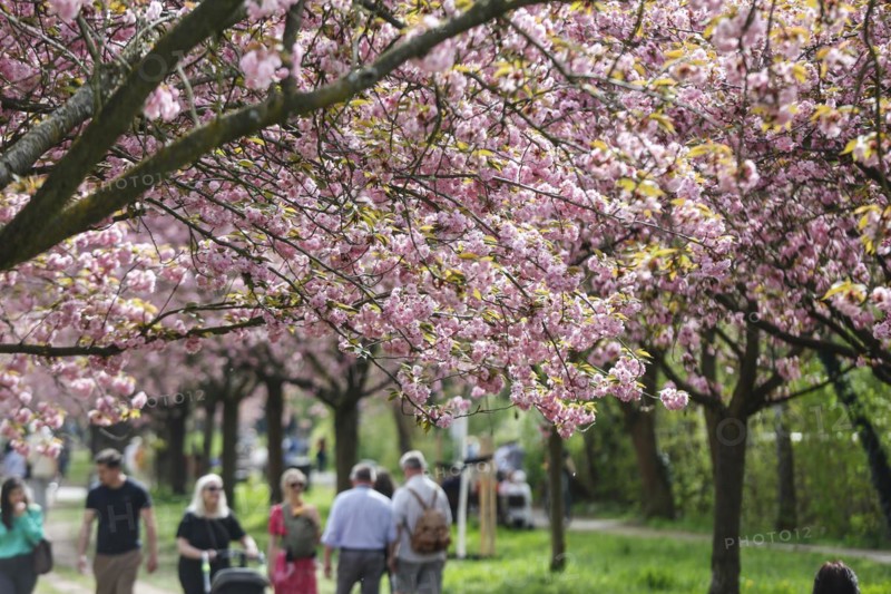 Blossoming cherry trees on the TV Asahi cherry blossom avenue on the Berlin Wall Trail. The cherry blossom avenue on the former border strip between the town of Teltow and the Berlin district of Lichterfelde is 2 kilometres long, Teltow, 09.04.2024., Teltow, Brandenburg, Germany, Europe