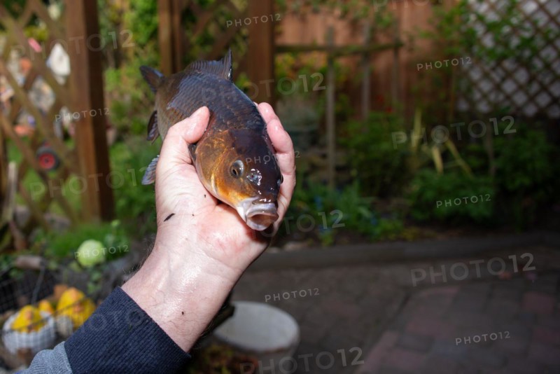 A hand holding a koi carp with its mouth open in the garden, Germany, Europe