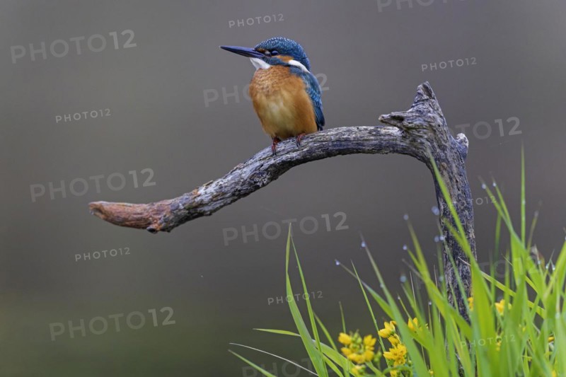 Common kingfisher (Alcedo atthis) Indicator for clean watercourses, juvenile bird, habitat, flying gem, Middle Elbe River Landscape, Middle Elbe Biosphere Reserve, Saxony-Anhalt, Germany, Europe