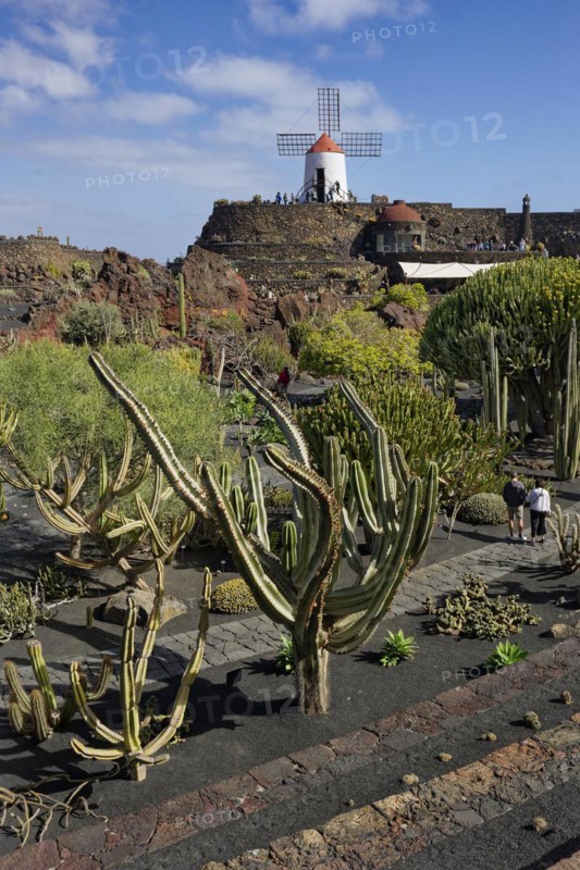 Cactus garden, Jardin de Cactus, designed by the artist César Manrique, behind the restored gofio mill, Lanzarote, Canary Islands, Canary Islands, Spain, Europe