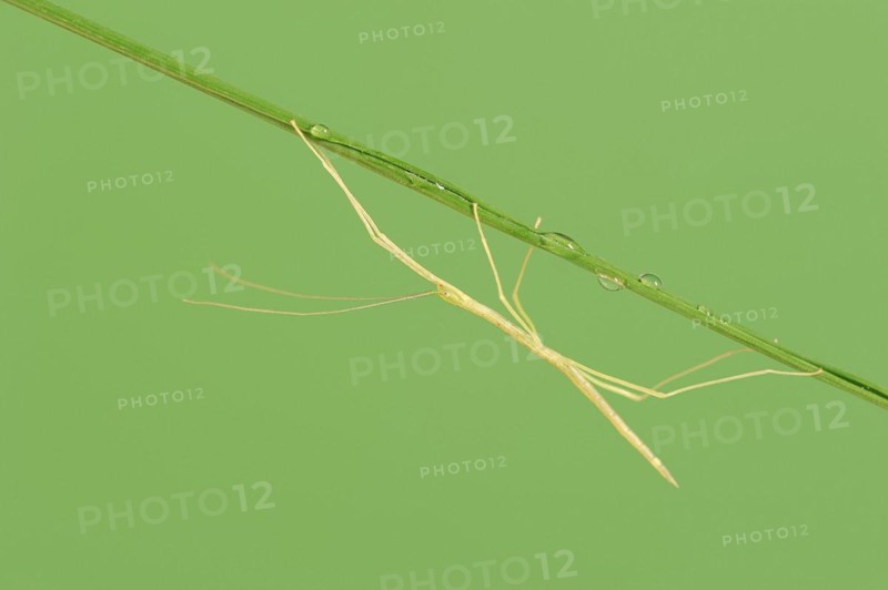 Pink Winged Stick Insect or Winged Stick Insect (Sipyloidea chlorotica, Sipyloidea sipylus), nymph, captive, occurrence in Southeast Asia
