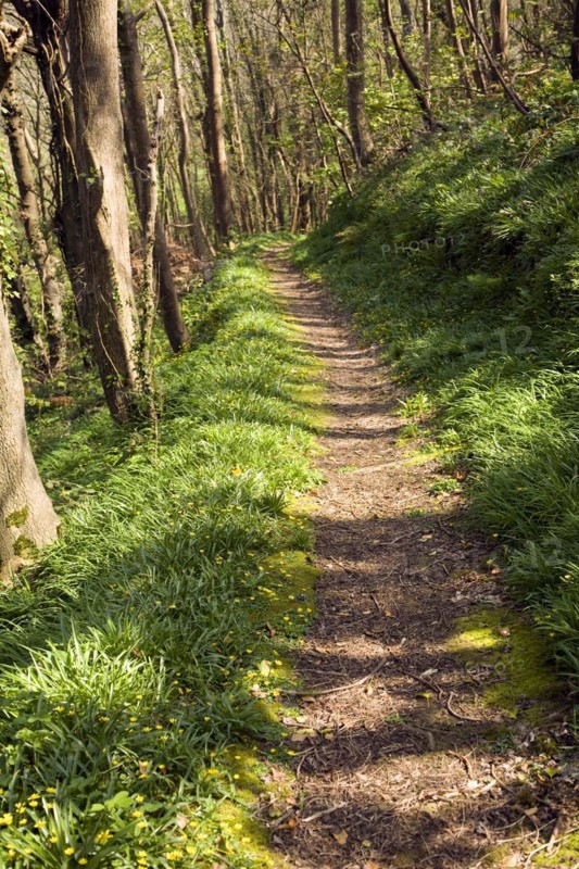 Spring wildflowers line a narrow footpath through woodland in the Dixcart valley, Island of Sark, Channel Islands, Great Britain