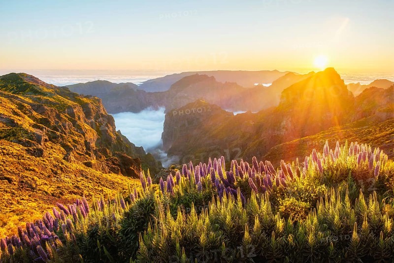 View from Pico do Arieiro of mountains over clouds with Pride of Madeira flowers and blooming Cytisus shrubs on sunset with sunburst. Madeira island, Portugal, Europe