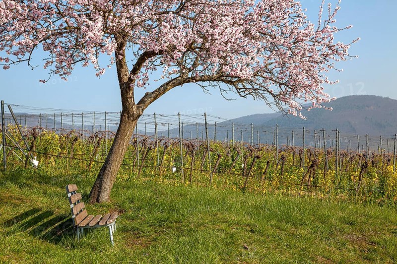 Flowering almond tree, Prunus dulcis, German Wine Route, Southern Palatinate, Palatinate, Rhineland-Palatinate, Germany, Europe