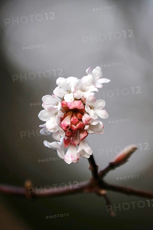 Flowering snowball, winter, Germany, Europe