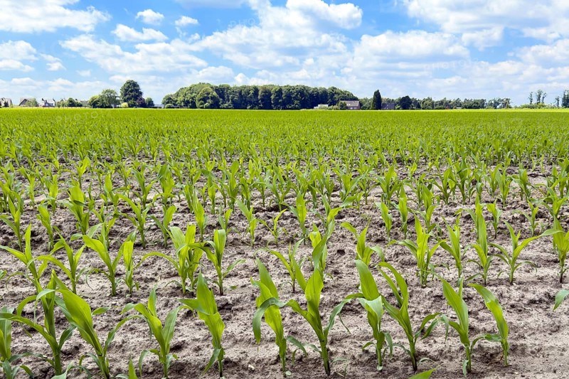 Field with plants of young corn (Zea mays) young maize plants growing on maize field, visible furrows in front, North Rhine-Westphalia, Germany, Europe