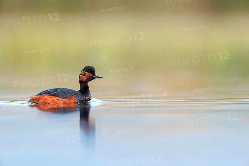 Black-necked grebe (Podiceps nigricollis), swimming in the water, Hides de El Taray / Floating Hid, Villafranca de los Caballeros, Castilla La Mancha / Toledo, Spain, Europe