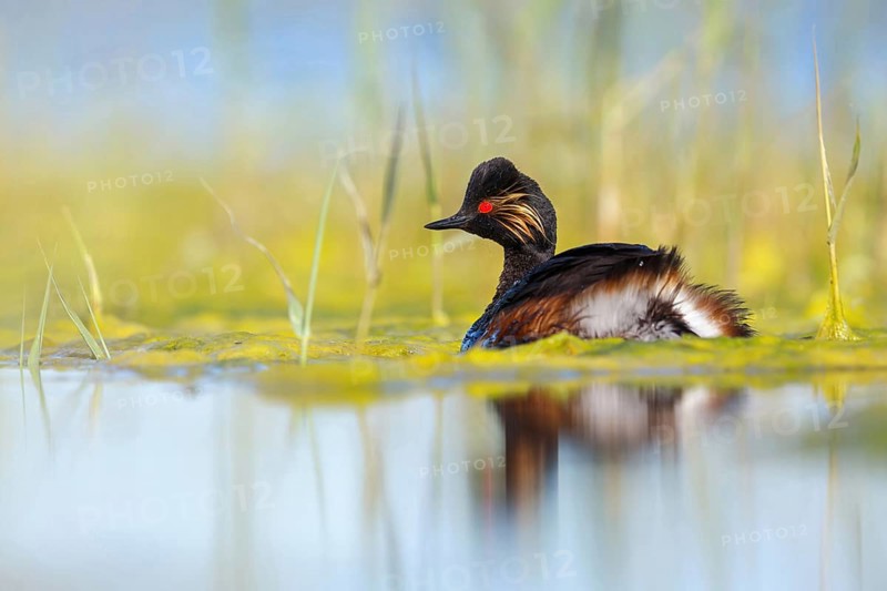 Black-necked grebe (Podiceps nigricollis), swimming in the water, Hides de El Taray / Floating Hid, Villafranca de los Caballeros, Castilla La Mancha / Toledo, Spain, Europe