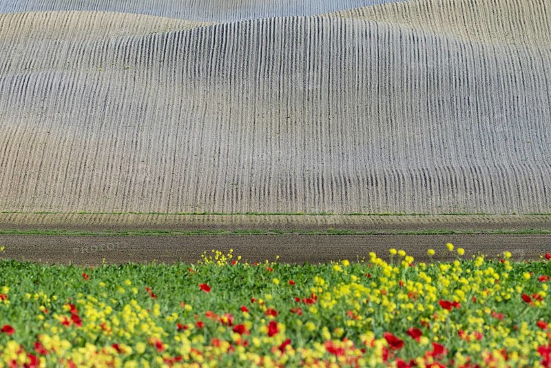 Landscape around San Quirico dOrcia, Val d'Orcia, Orcia Valley, UNESCO World Heritage Site, Province of Siena, Tuscany, Italy, Europe